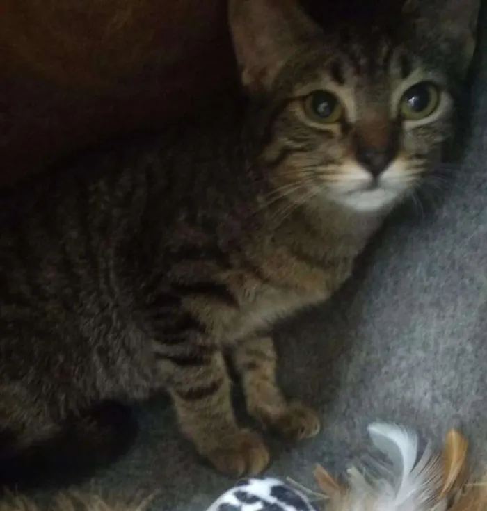 Gato raça SRD-ViraLata idade 2 a 6 meses nome TATI TIGRADA