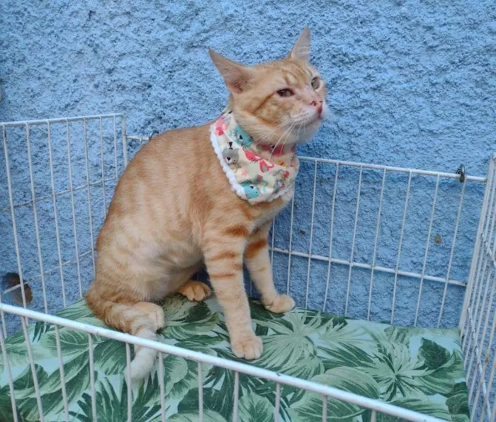 Gato ra a SRD-ViraLata idade 7 a 11 meses nome Felix