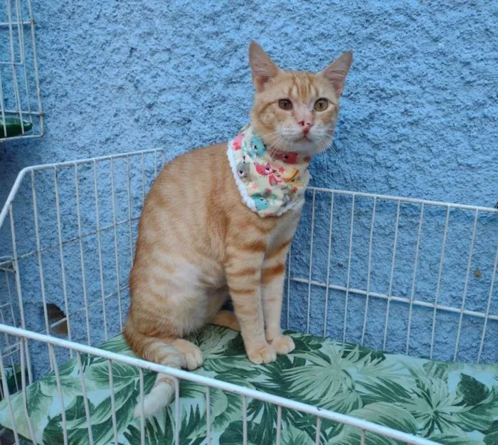Gato ra a SRD-ViraLata idade 7 a 11 meses nome Felix
