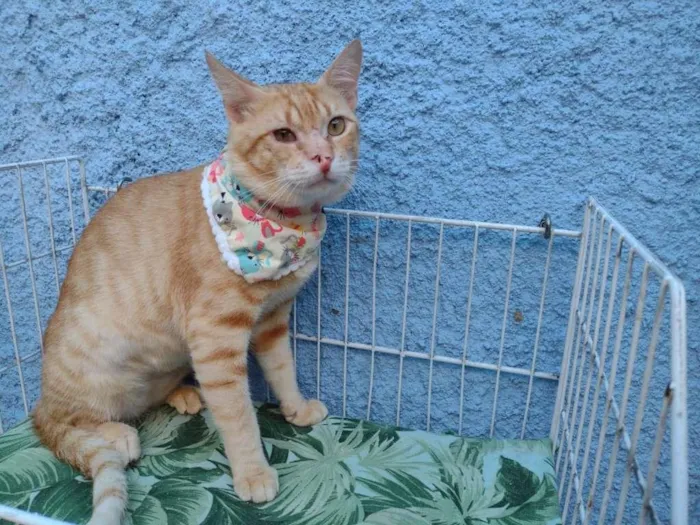Gato ra a SRD-ViraLata idade 7 a 11 meses nome Felix