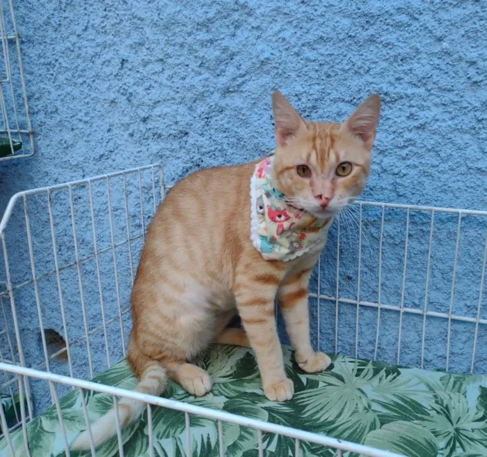 Gato ra a SRD-ViraLata idade 7 a 11 meses nome Felix