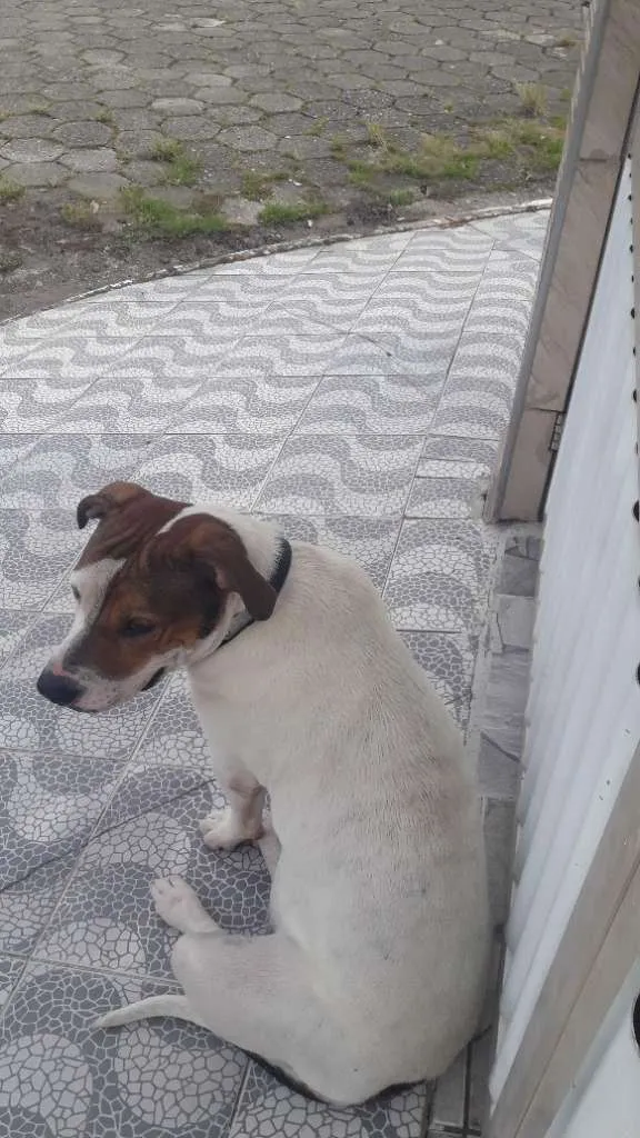 Cachorro ra a Pit-Bull idade 2 anos nome boby