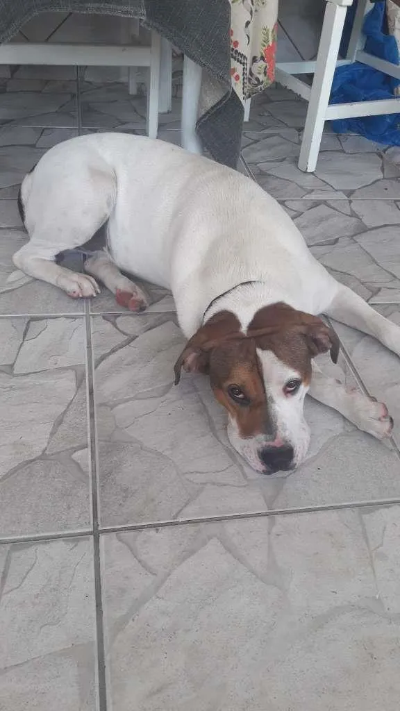 Cachorro ra a Pit-Bull idade 2 anos nome boby