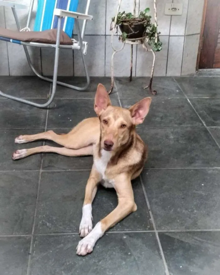 Cachorro ra a Vira Lata idade 7 a 11 meses nome Branca