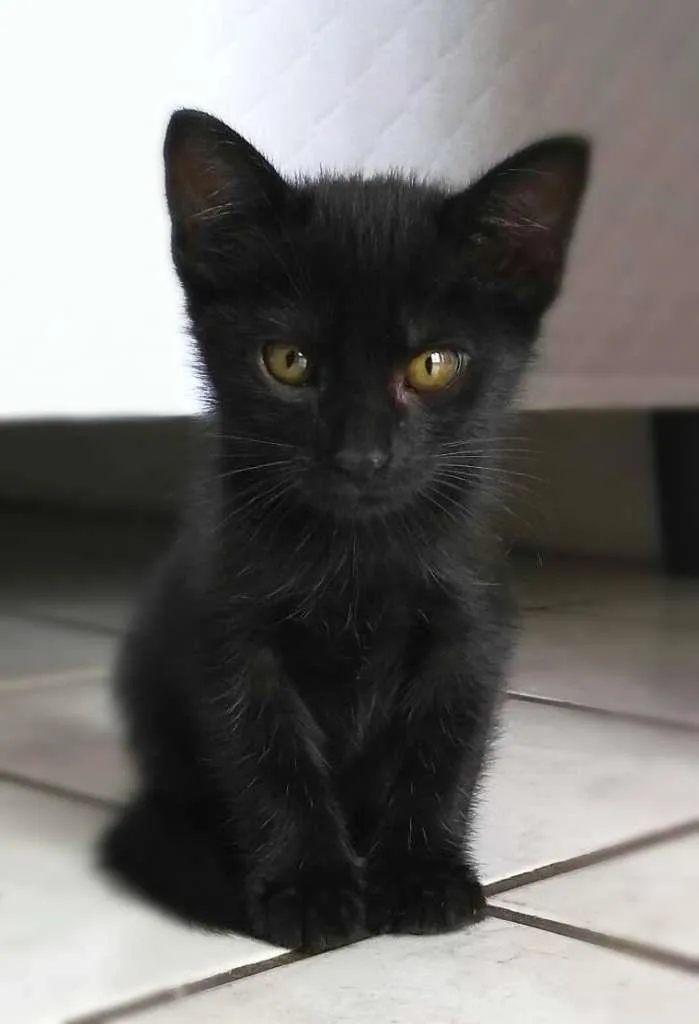 Gato raça srd idade 2 a 6 meses nome Markus & Magnus