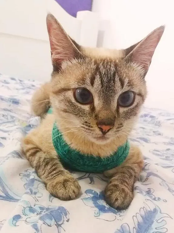 Gato raça srd idade 1 ano nome Lucille