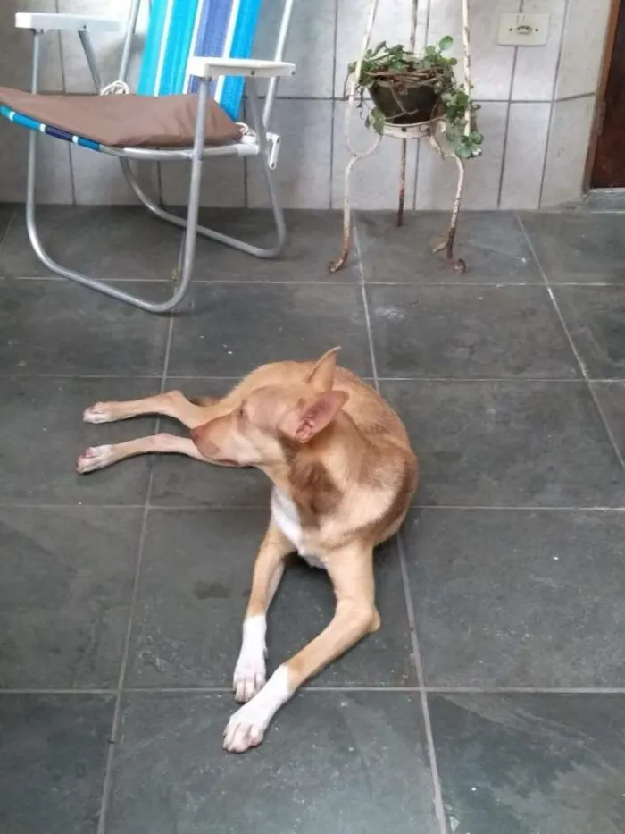 Cachorro ra a Vira Lata idade 7 a 11 meses nome Branca