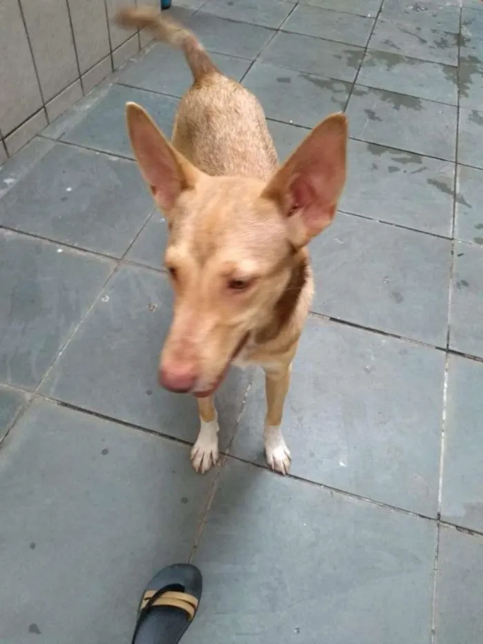 Cachorro ra a Vira Lata idade 7 a 11 meses nome Branca