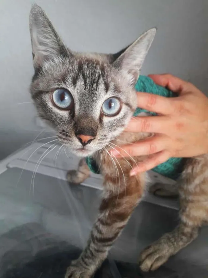 Gato ra a srd idade 1 ano nome Lucille