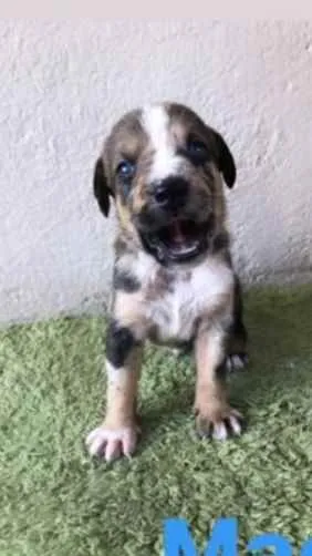 Cachorro ra a SRD idade Abaixo de 2 meses nome Bob 
