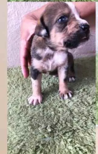 Cachorro ra a SRD idade Abaixo de 2 meses nome Bob 