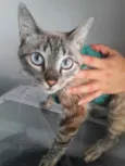 Lucille