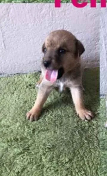 Cachorro raça SRD idade Abaixo de 2 meses nome Lia