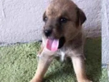 Cachorro raça SRD idade Abaixo de 2 meses nome Lia