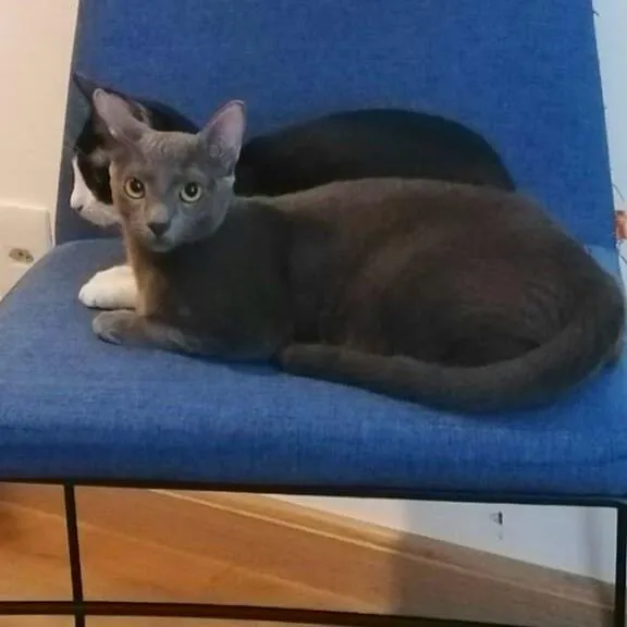 Gato ra a srd idade 7 a 11 meses nome Cleo