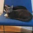 Cleo