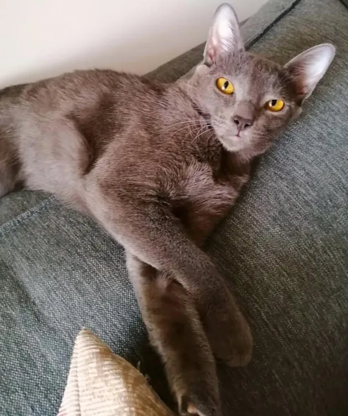 Gato ra a srd idade 7 a 11 meses nome Cleo