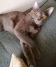 Cleo
