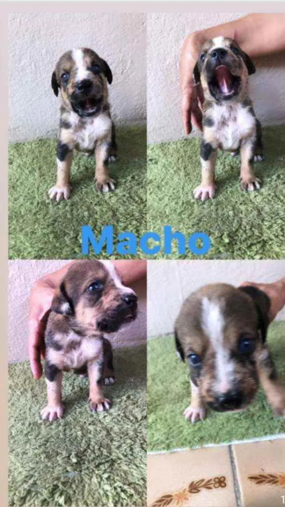 Cachorro ra a SRD idade Abaixo de 2 meses nome Bob 