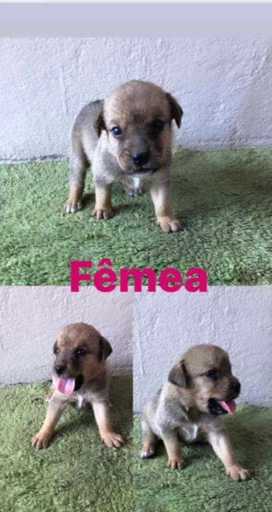Cachorro raça SRD idade Abaixo de 2 meses nome Lia