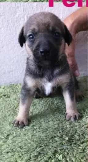 Cachorro ra a SRD idade Abaixo de 2 meses nome Bia 