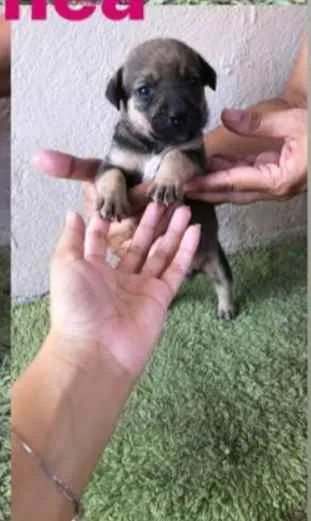 Cachorro ra a SRD idade Abaixo de 2 meses nome Bia 
