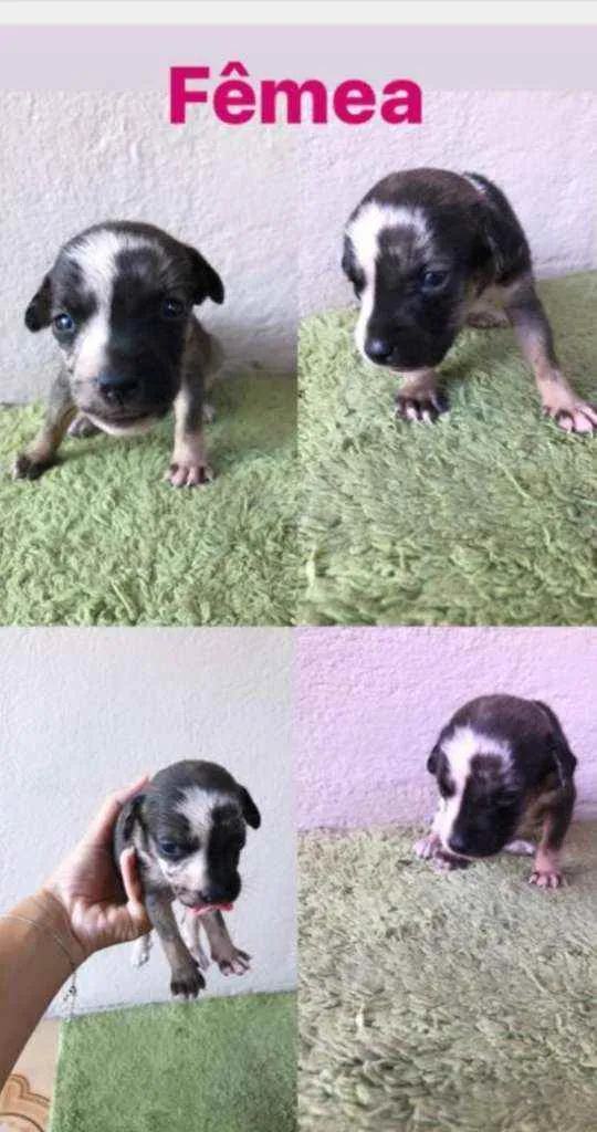 Cachorro ra a SRD idade Abaixo de 2 meses nome Bia 