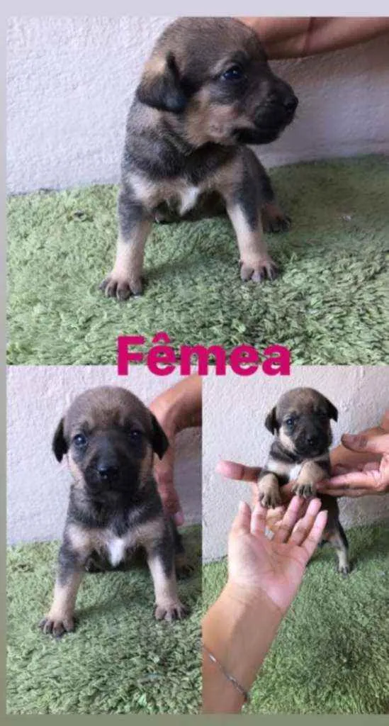 Cachorro raça SRD idade Abaixo de 2 meses nome Lila