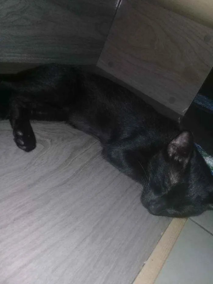 Gato ra a Indefinida  idade 7 a 11 meses nome Café 