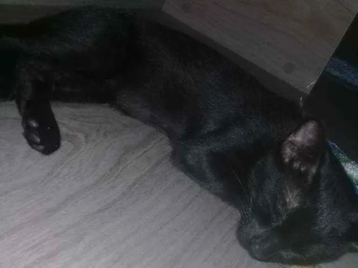 Gato ra a Indefinida  idade 7 a 11 meses nome Café 