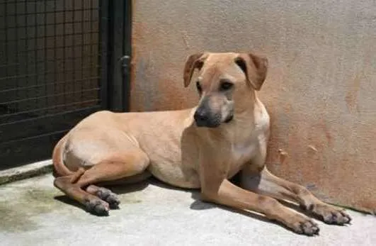 Cachorro raça Vira lata  idade 1 ano nome Alvaro 