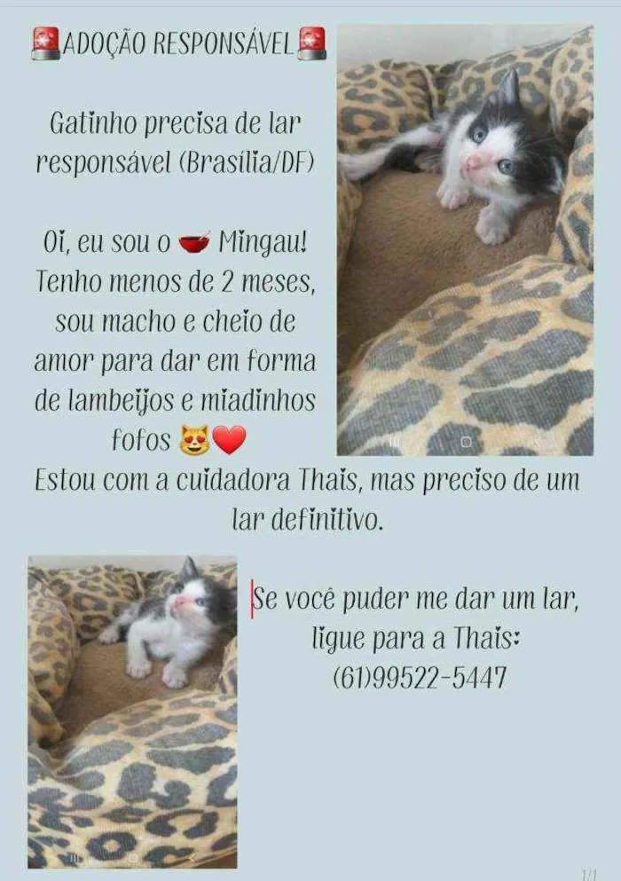 Gato ra a S.R.D. idade Abaixo de 2 meses nome Mingau