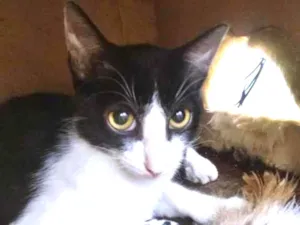 Gato raça SRD-ViraLata idade 2 a 6 meses nome FÁTIMA FRAJOLA