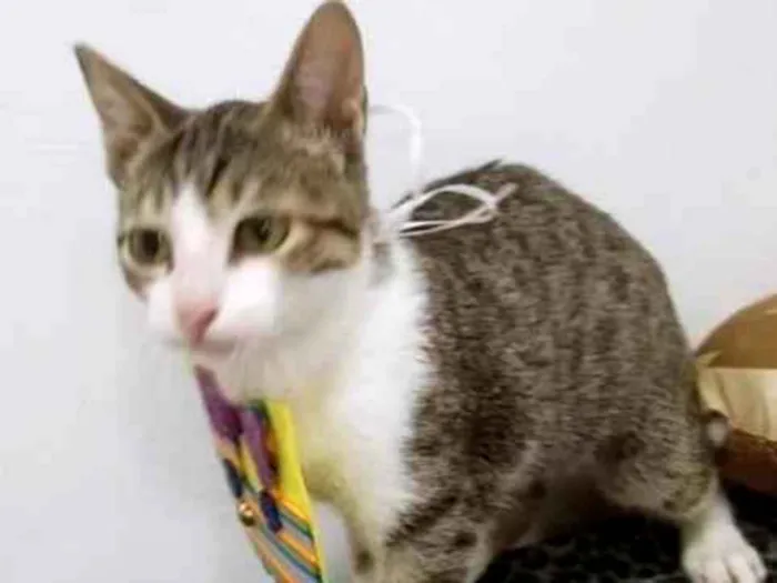 Gato raça SRD-ViraLata idade 2 a 6 meses nome MAISA CAT