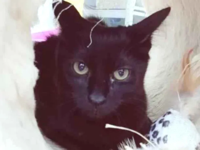 Gato raça SRD-ViraLata idade 2 a 6 meses nome NILA BLACK