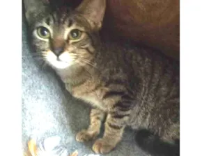 Gato raça SRD-ViraLata idade 2 a 6 meses nome TATI TIGRADA