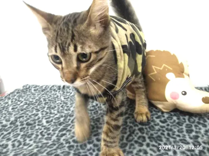 Gato raça SRD-ViraLata idade 2 a 6 meses nome TÚLIO TIGRADO