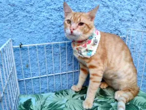 Gato raça SRD-ViraLata idade 7 a 11 meses nome Felix