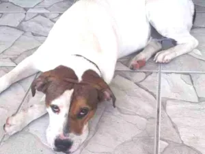 Cachorro raça Pit-Bull idade 2 anos nome boby