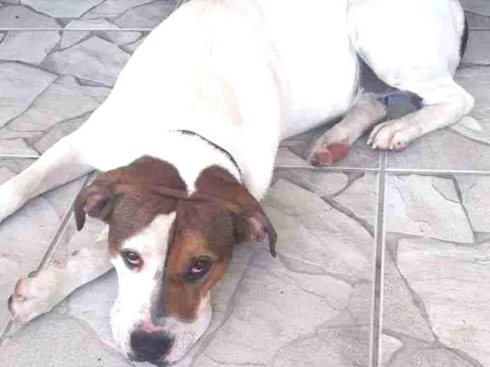 Cachorro ra a Pit-Bull idade 2 anos nome boby