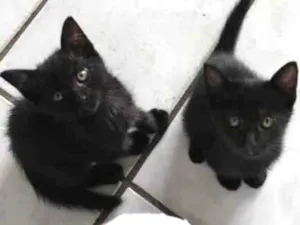 Gato raça srd idade 2 a 6 meses nome Markus & Magnus