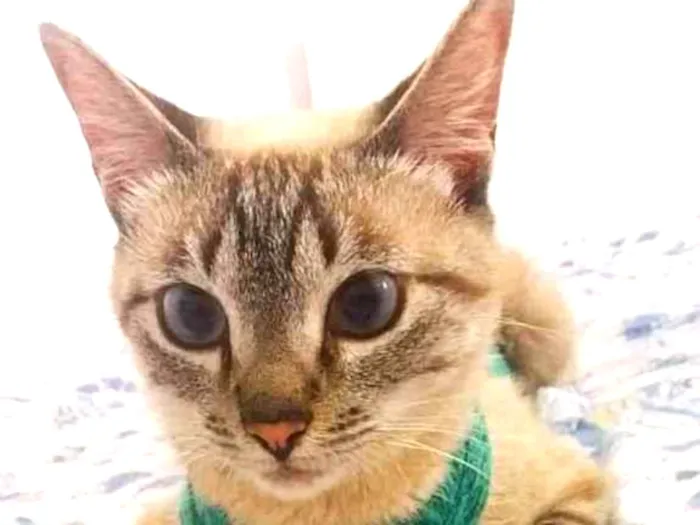 Gato raça srd idade 1 ano nome Lucille