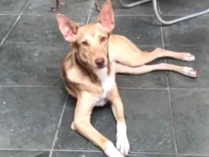 Cachorro raça Vira Lata idade 7 a 11 meses nome Branca