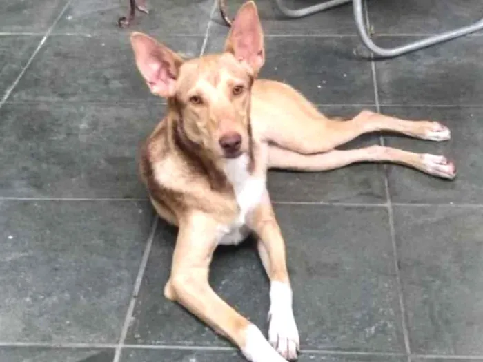 Cachorro ra a Vira Lata idade 7 a 11 meses nome Branca
