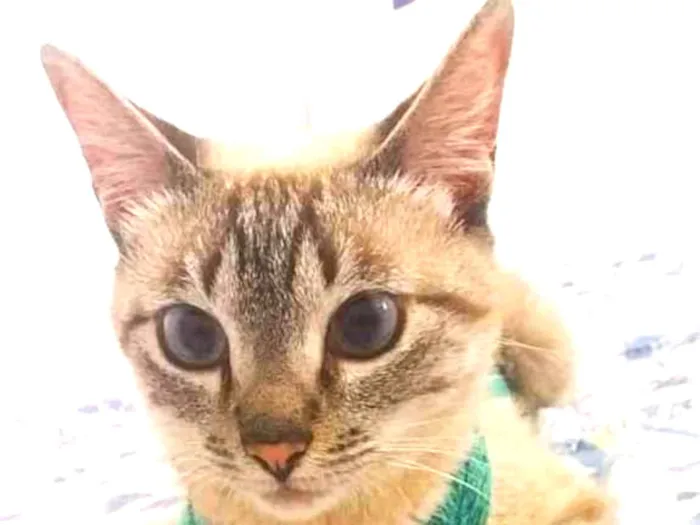 Gato ra a srd idade 1 ano nome Lucille