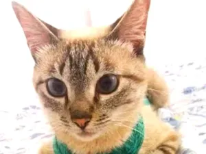 Gato raça srd idade 1 ano nome Lucille