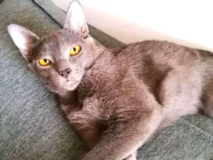 Gato raça srd idade 7 a 11 meses nome Cleo