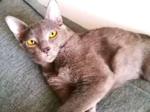 Gato raça srd idade 7 a 11 meses nome Cleo