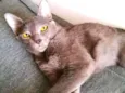 Cleo