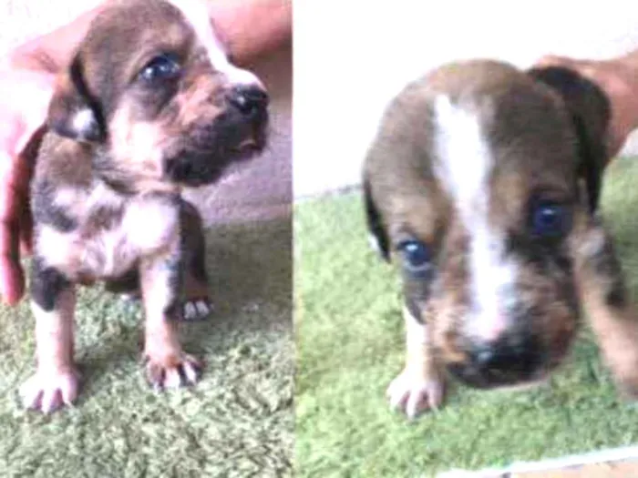 Cachorro ra a SRD idade Abaixo de 2 meses nome Bob 